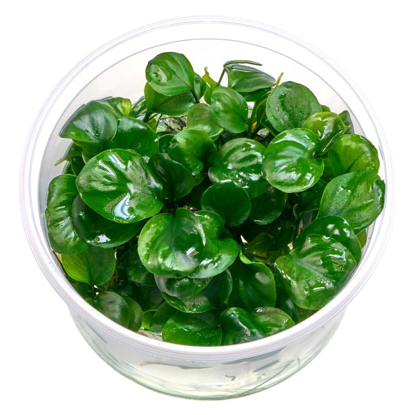 Anubias var. Nana 'Round Leaf' ('Coin') | Rundblättriges Speerblatt - in vitro 8,5cm
