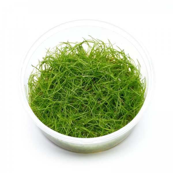Eleocharis pusilla (parvula) | Zwerg-Nadelsimse - in vitro