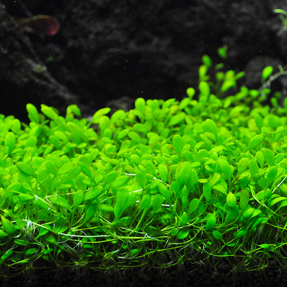 Glossostigma elatinoides - Australisches Zungenblatt Bodendecker im Aquarium