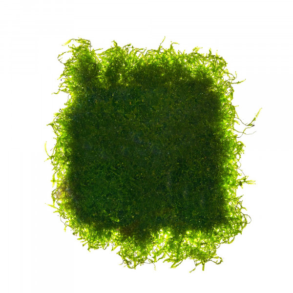 Vesicularia sp "Mini" | Christmas Moos "Mini"