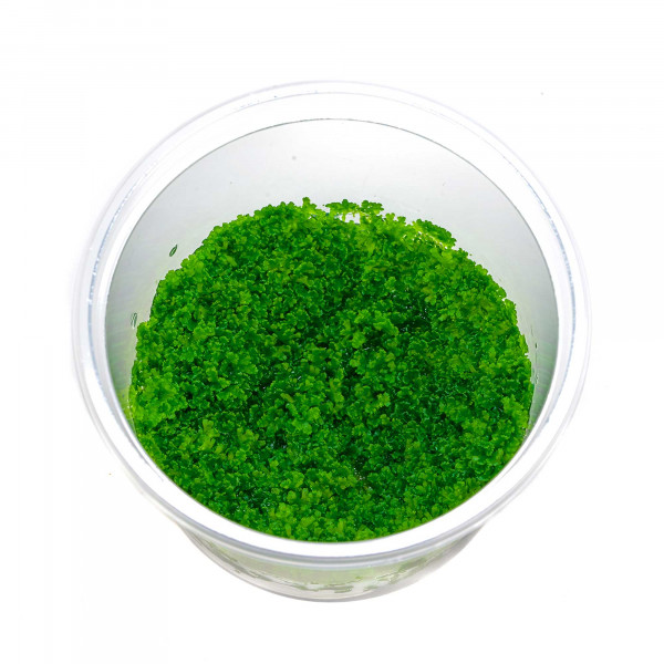 Riccardia sp. "Graeffei" | Mini Pellia Moos - in Vitro