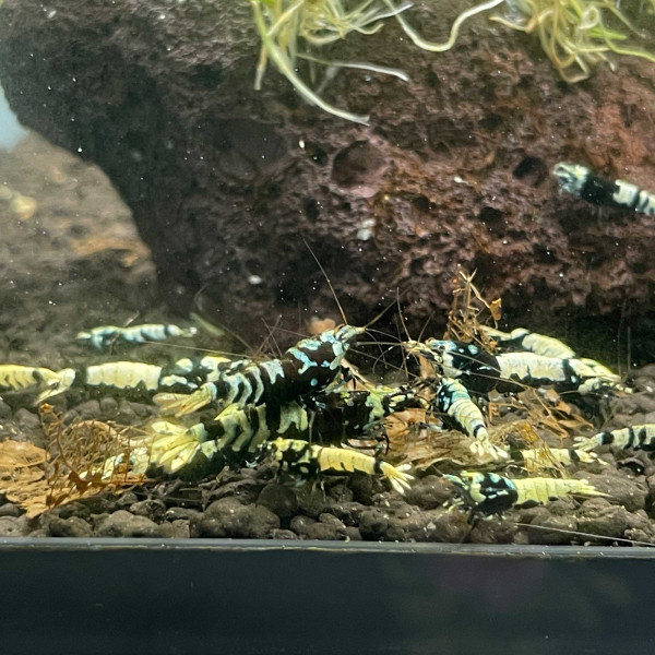 TaiTiBee | Black Metallic Advanced Nanashi Mosura Tiger Garnele MIX 10er Gruppe