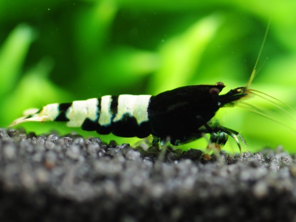 Pinto Bee | Multistripe schwarz - Shadow Bee