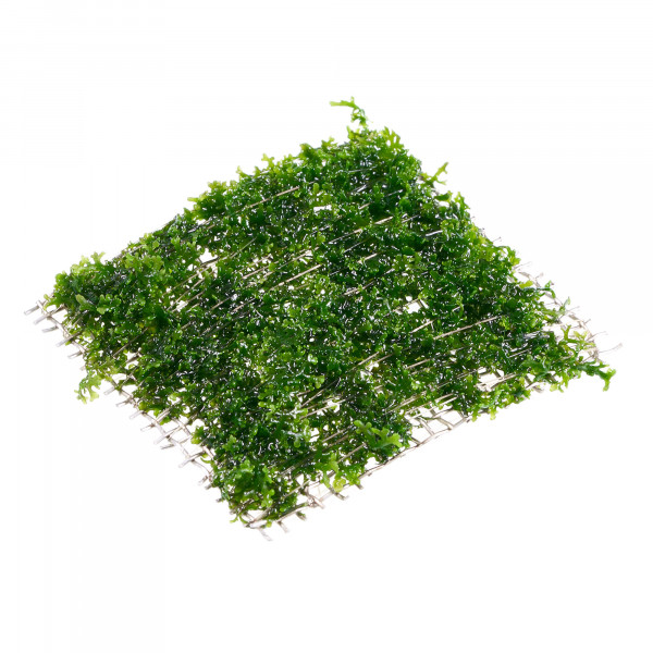 Riccardia chamedryfolia_Gitter_8x8