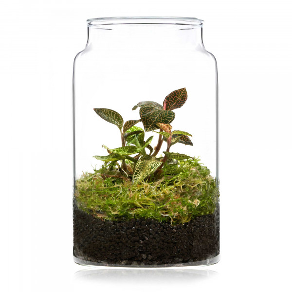 USCAPE Flaschengarten Ryoku 150 Set Flaschengarten Wabi-Kusa mit Macodes Petola Juwelorchidee