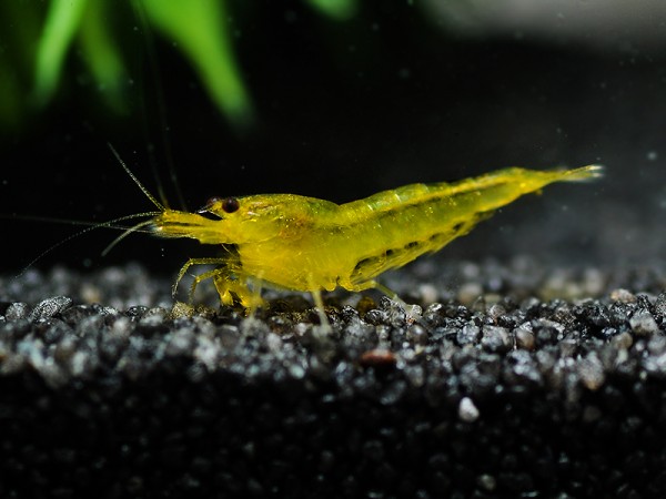 Yellow King Kong-Garnele