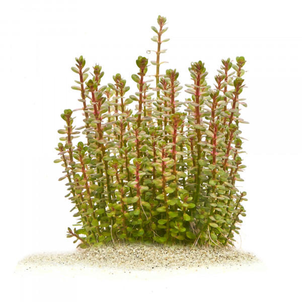 Lindernia sp. Indica Indisches Büchsenkraut