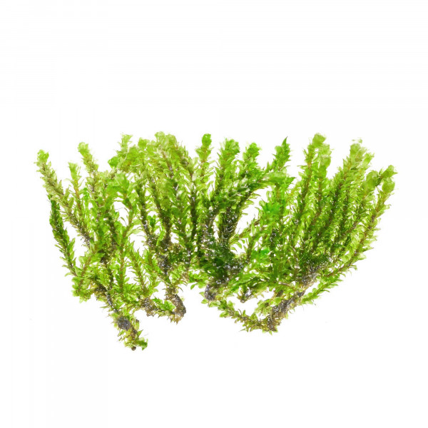 Distichophyllum sp. | Rare-Moos - Portion
