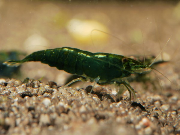 Dark Green Jade Garnele - Neocaridina