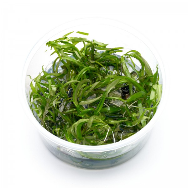 Hetheranthera zosterifolia | Seegrasblättriges Trugkölbchen - in vitro
